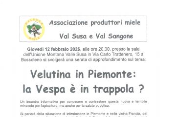 Velutina in Piemonte: la Vespa è in trappola?